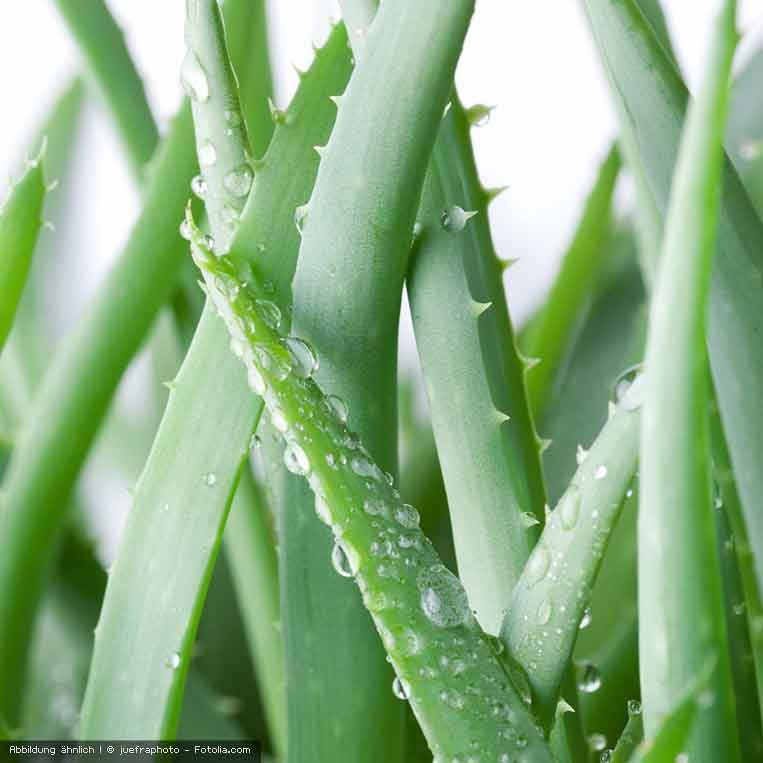 Aloe Vera mit Wassertropfen