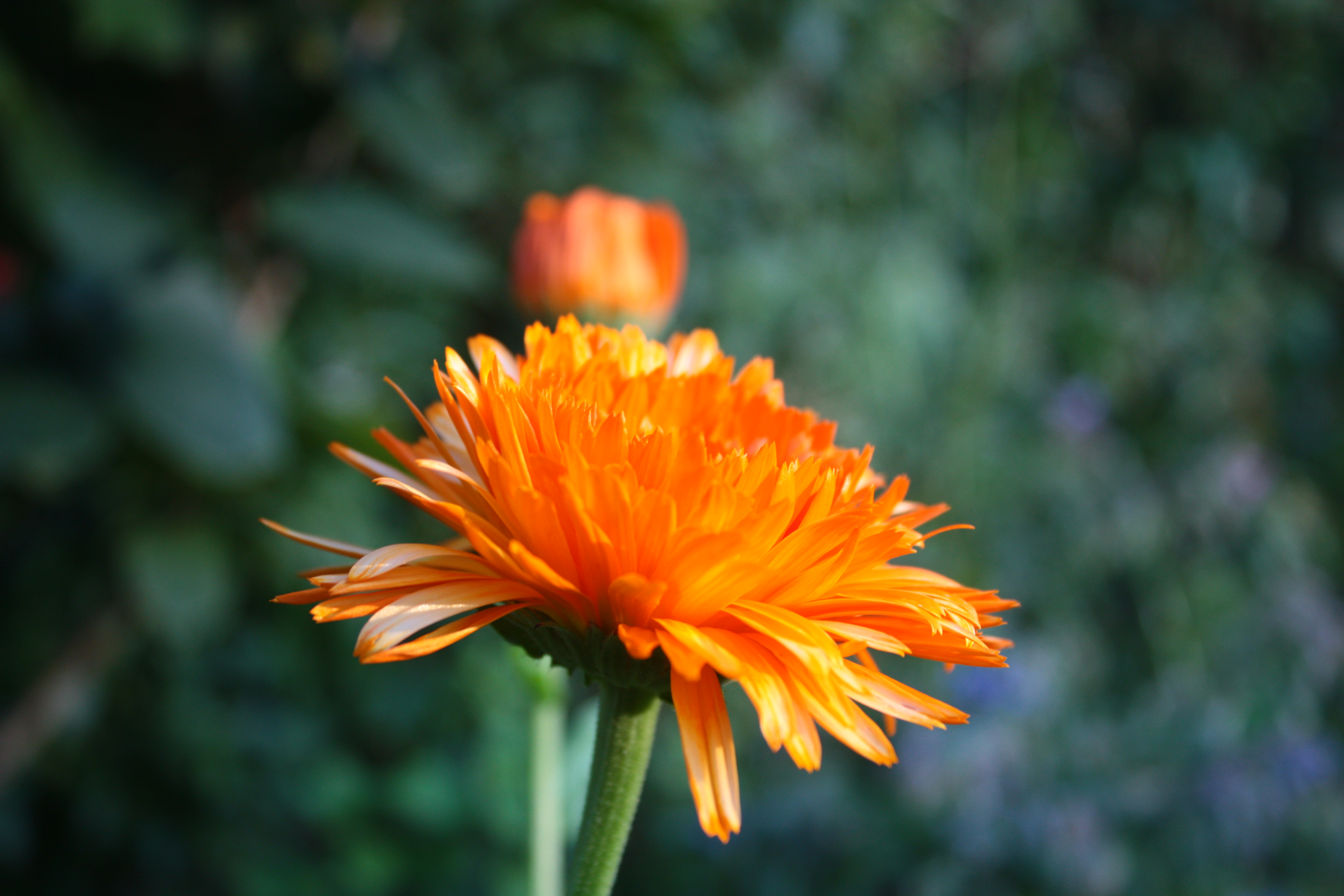 Blüten