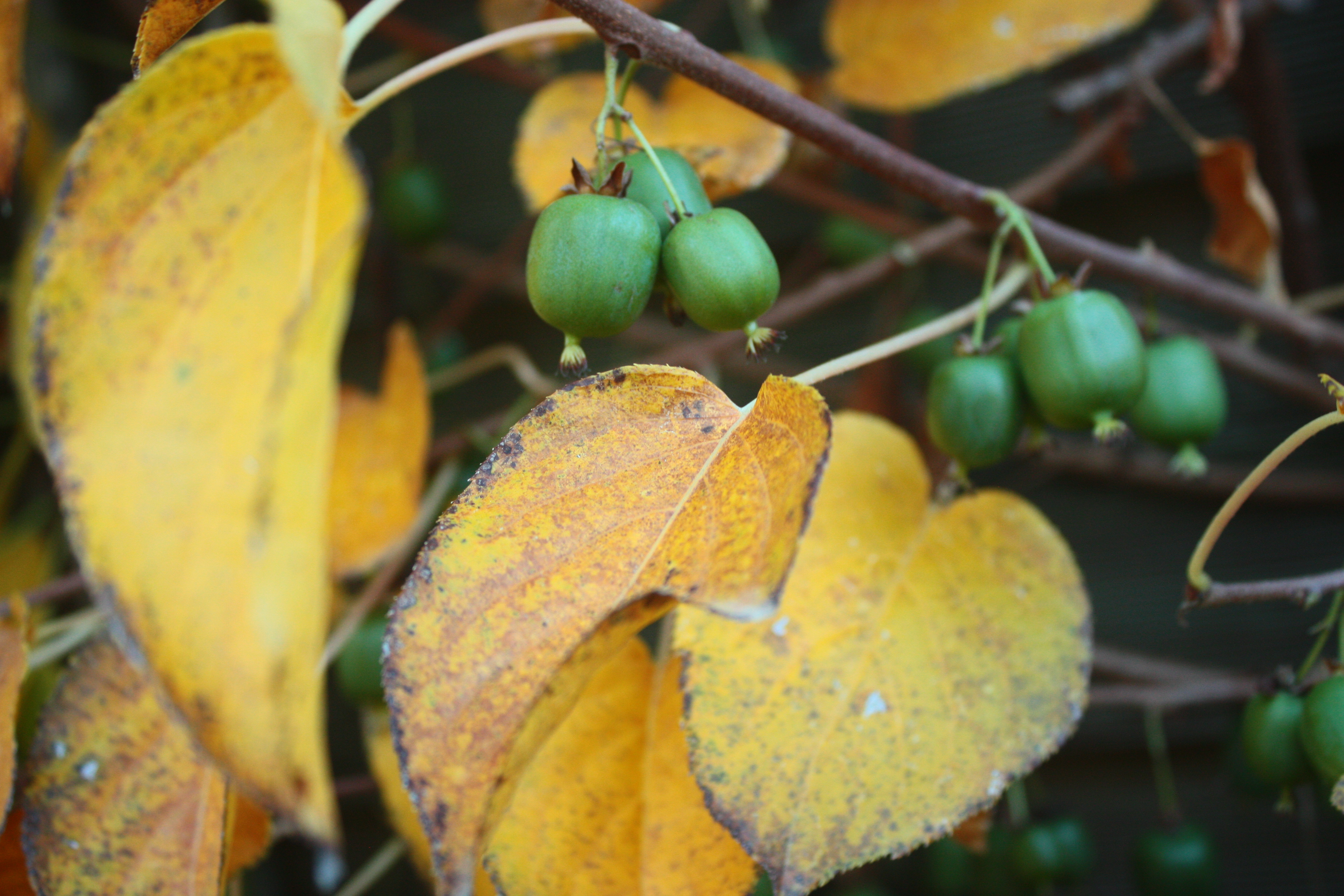 Beeren