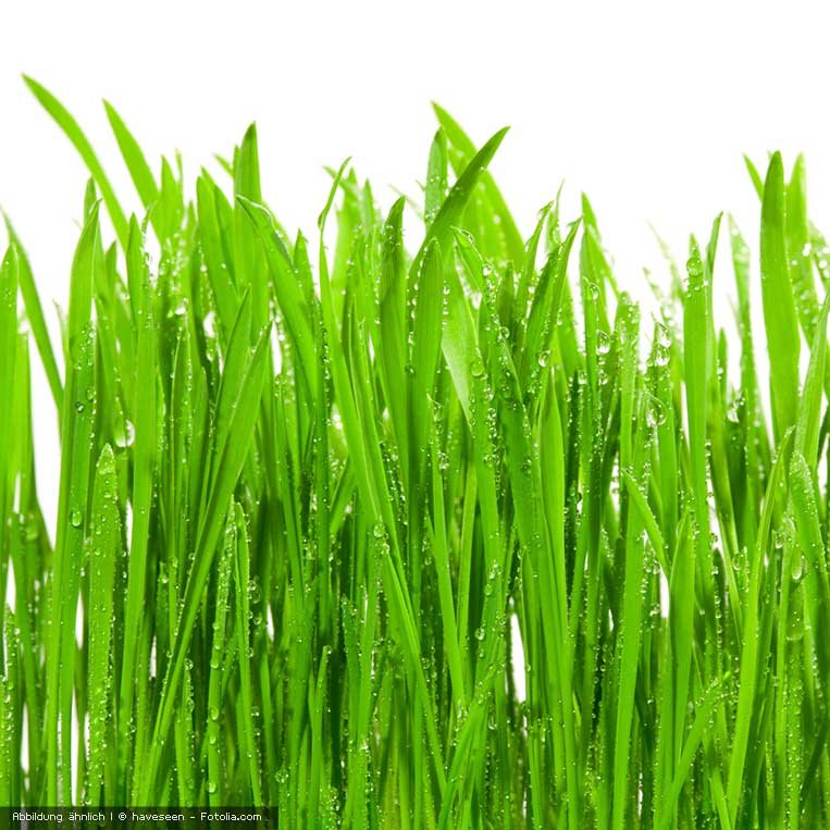Weizengras